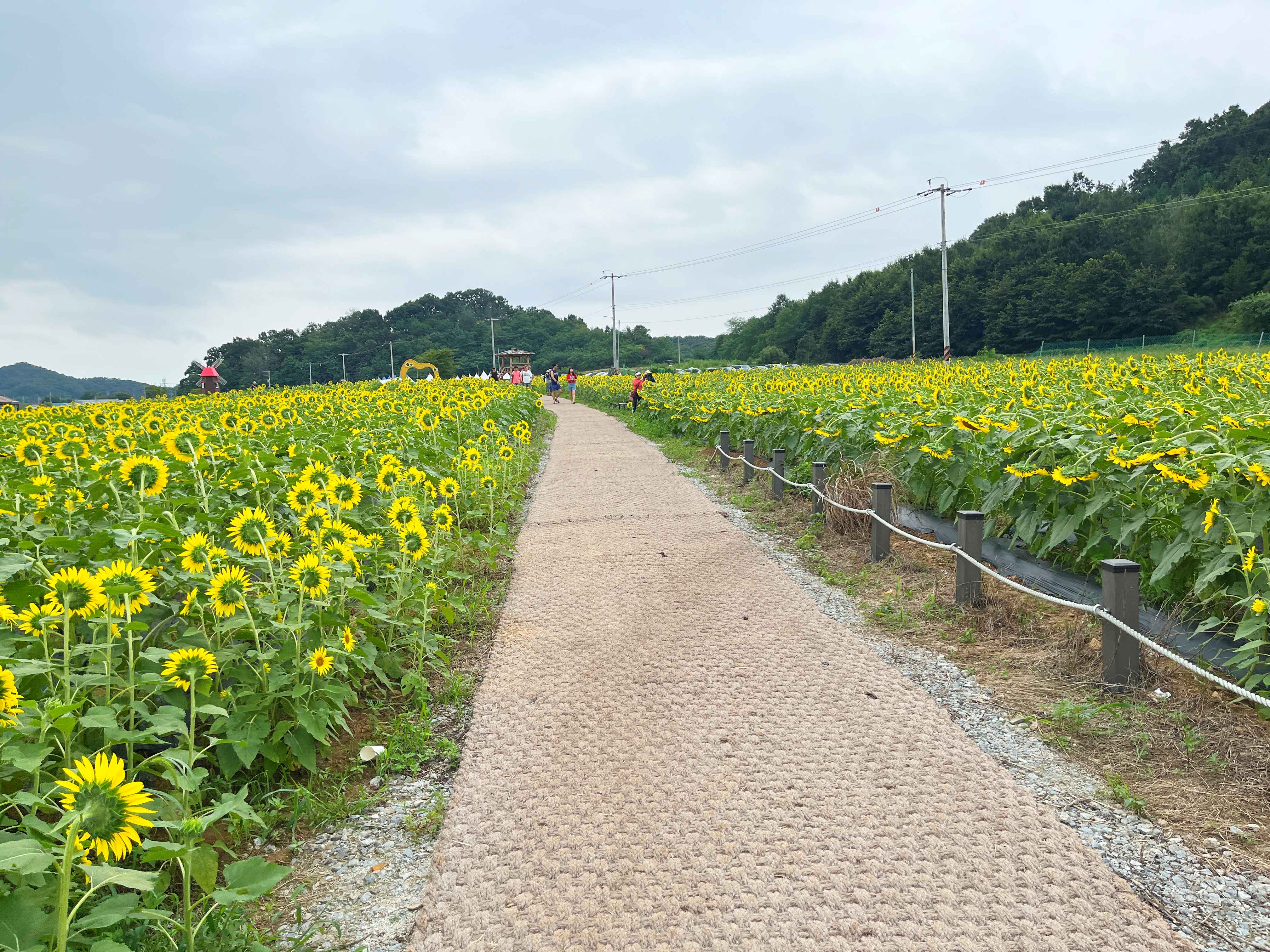 강화도 교동 난정 해바라기 정원 축제