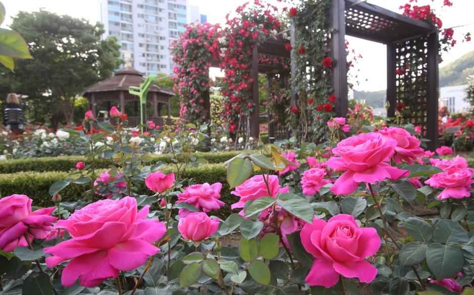 대구 이곡장미공원