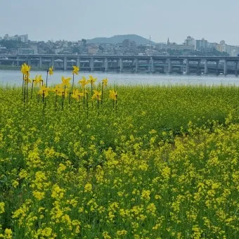 서래섬 유채꽃 축제 2025 서울 봄꽃 명소_17