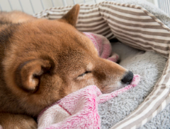 갑상선 기능저하증