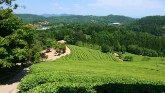 보성 가볼만한곳 베스트10 현지인 추천 필수코스_7