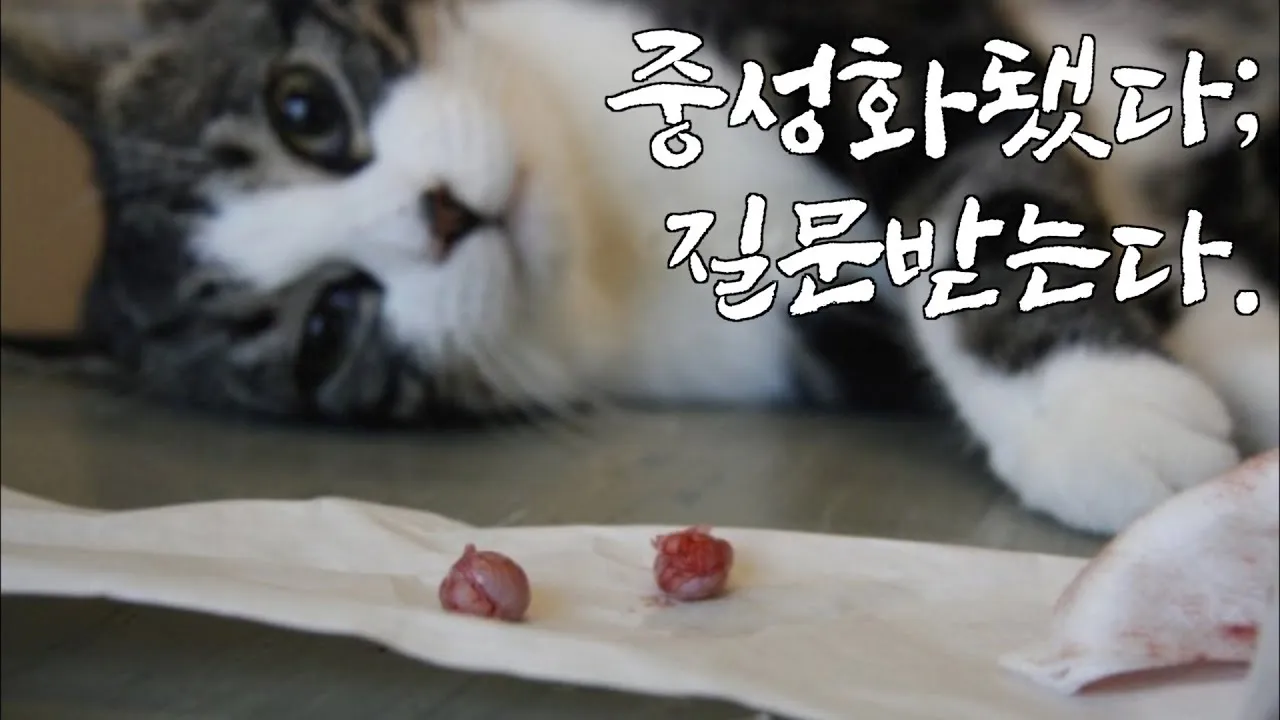 고양이 중성화 비용 수술시기 관리_1