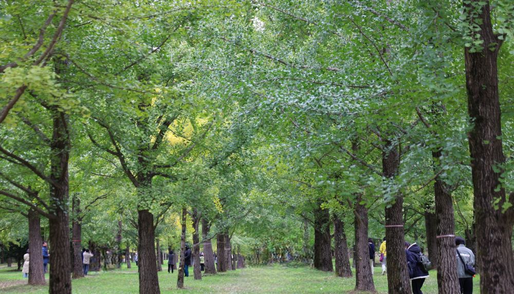 초록색 은행나무