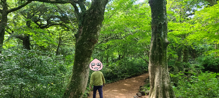 제주도여행 제주도 비자림 자연풍경 산림욕 오래된나무 비자나무