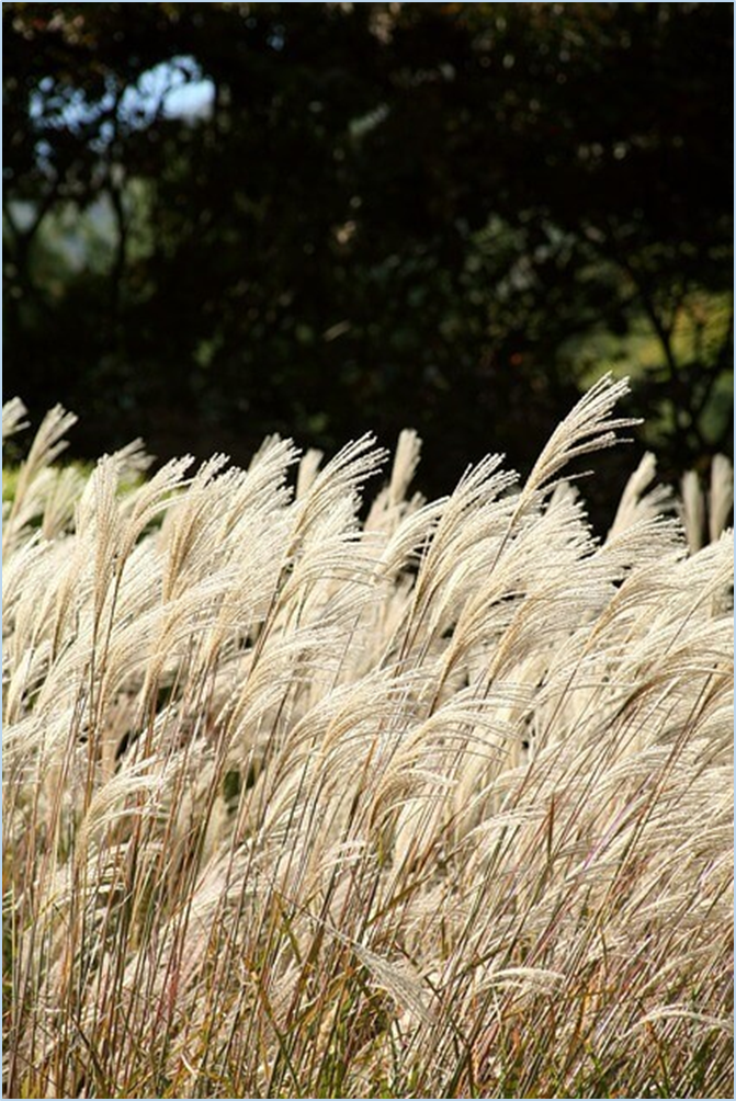 황매산-억새축제