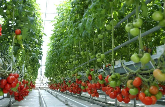 토마토 재배 지지대 설치 적심 유인 관리_2