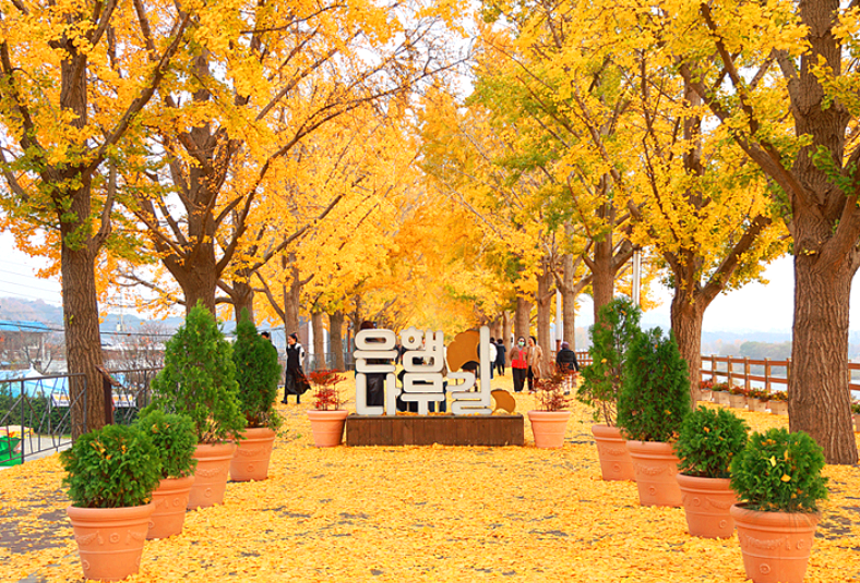 아산 곡교천 은행나무길