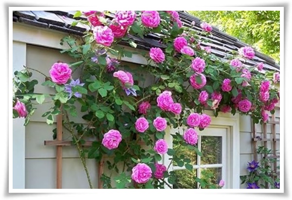 &quot;장미&quot; 천 년의 사랑을 품은 아름다움의 상징 매혹적인 꽃!고