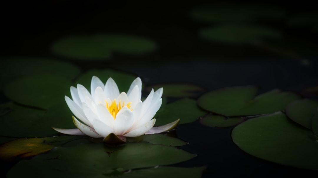 Lotus