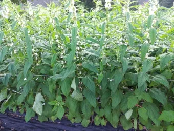 참깨 재배 돌려짓기 도복 방지 탈립 주의_33