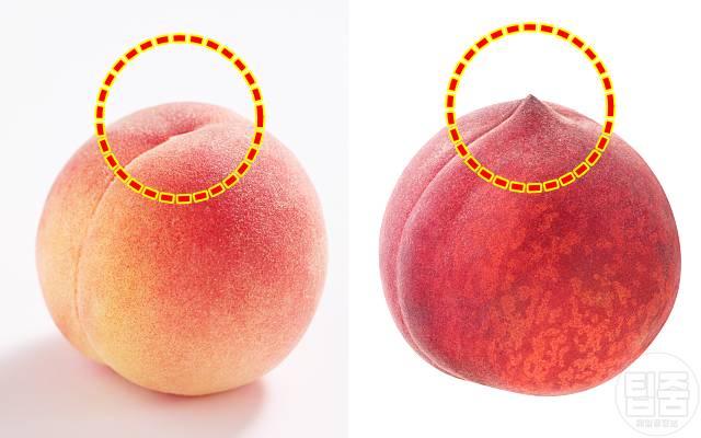 맛있는 복숭아 고르는법 뾰족 복숭아보관법 신비 천도 황도 백도