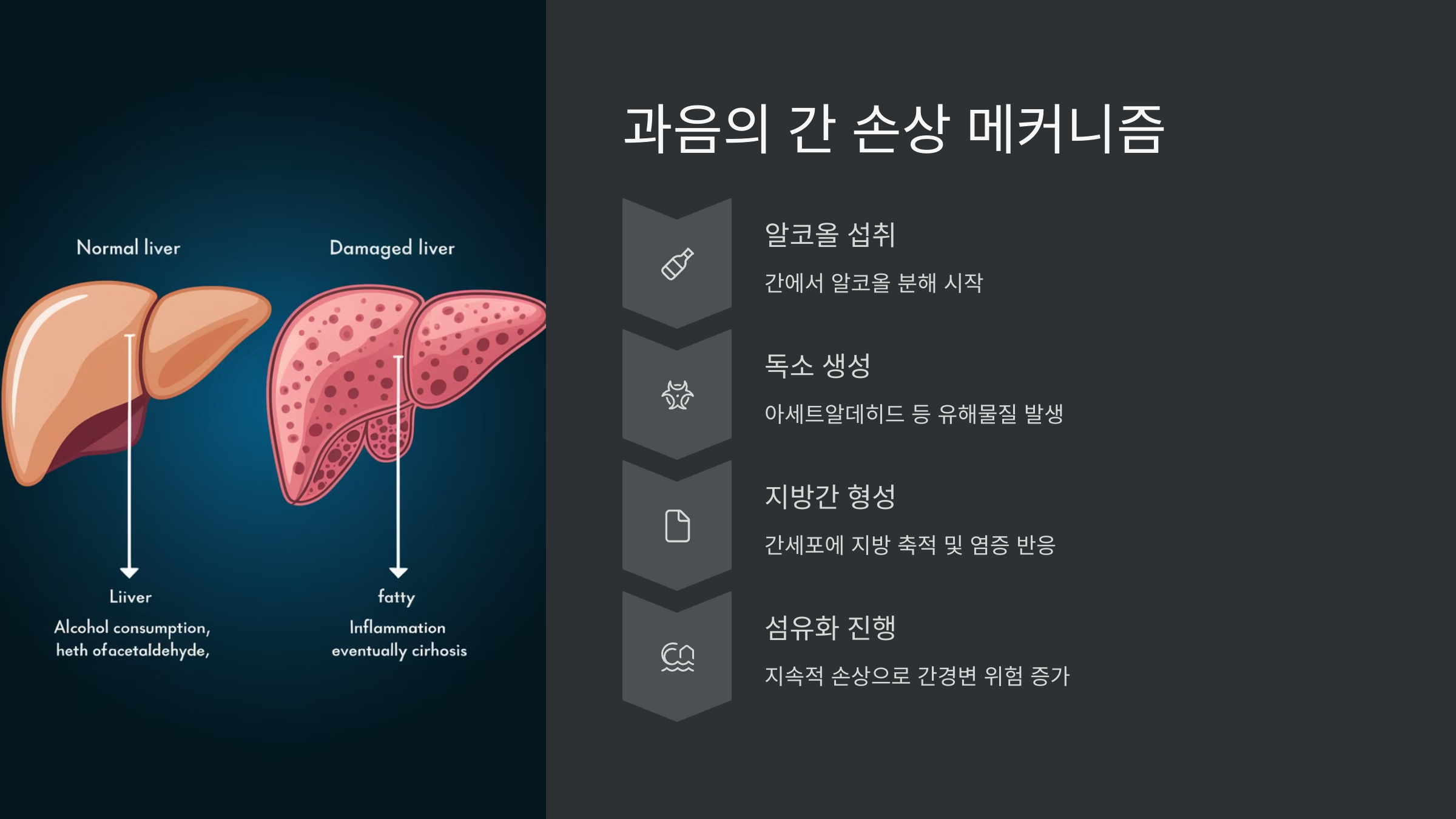 과음이 간에 미치는 영향