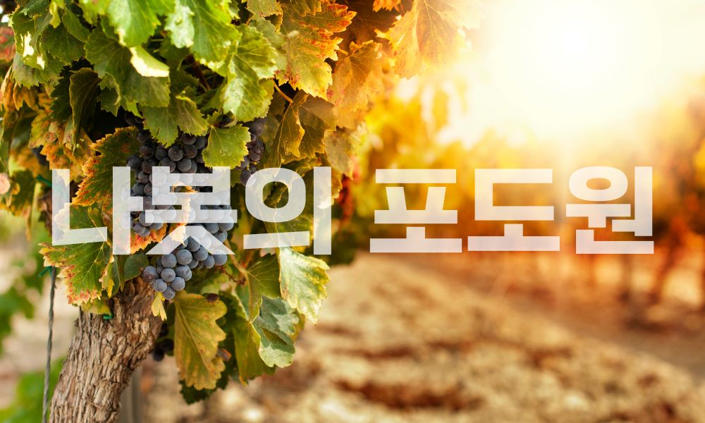 나봇의 포도원