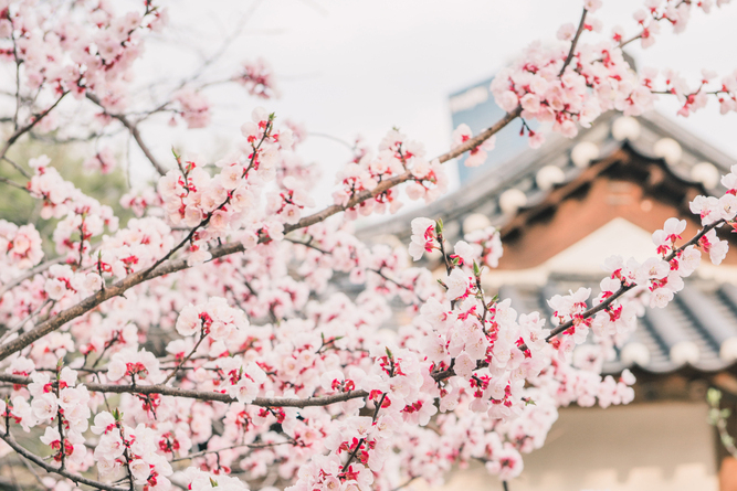남산 벚꽃