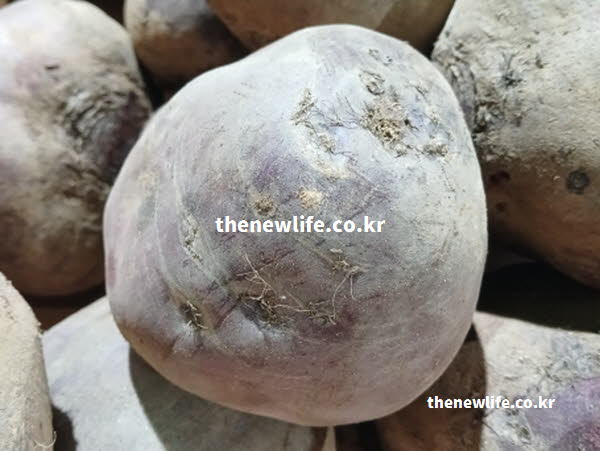 비트 효능 영양 성분 실사진