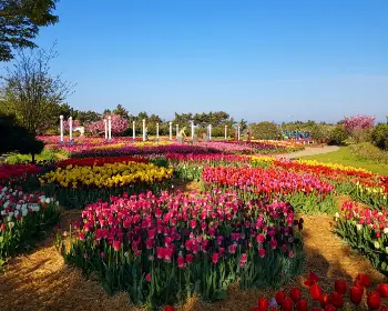 태안 튤립축제_13