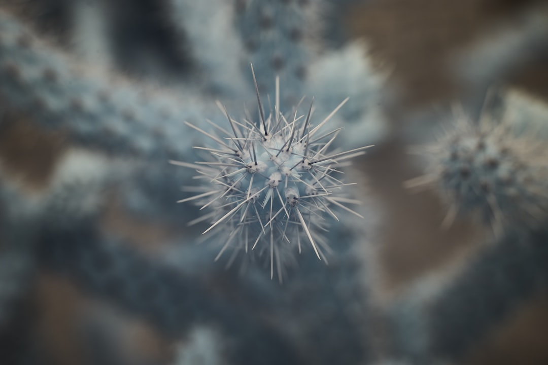 Immunity