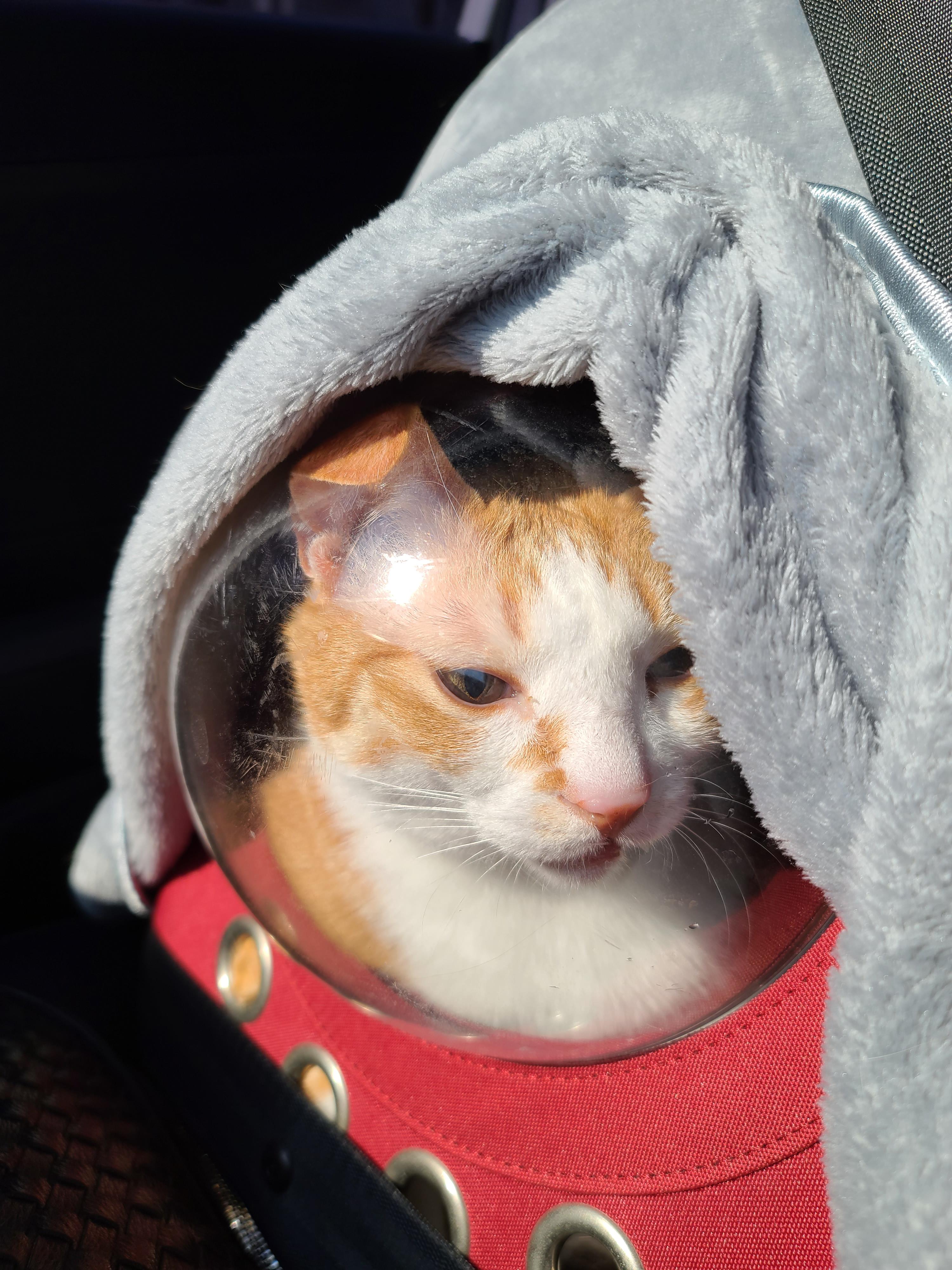 황달로 인한 호야의 입원. 고양이 황달.