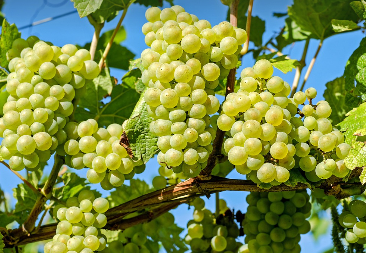 샤인머스캣의 모습