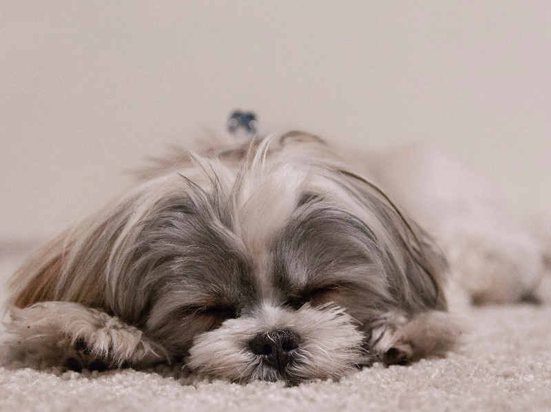 자고있는 강아지
