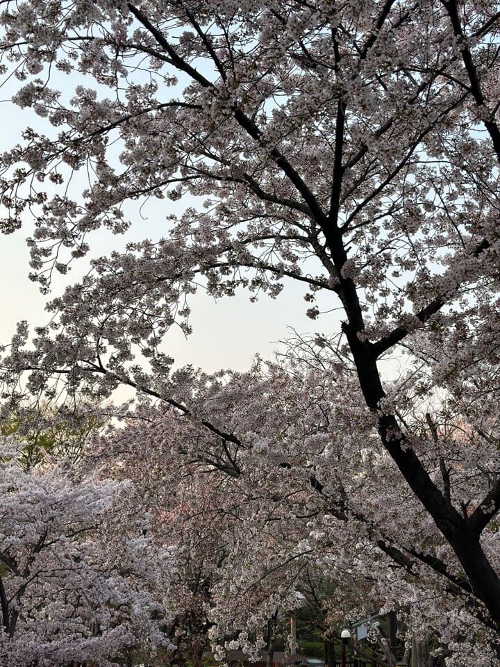 벚꽃축제 화담숲 모노레일