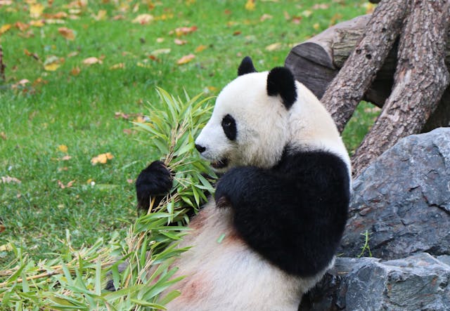 살빼기 시 샐러드만 먹는데 왜 살이 찔까? '가짜 배부름'의 함정과 해결법