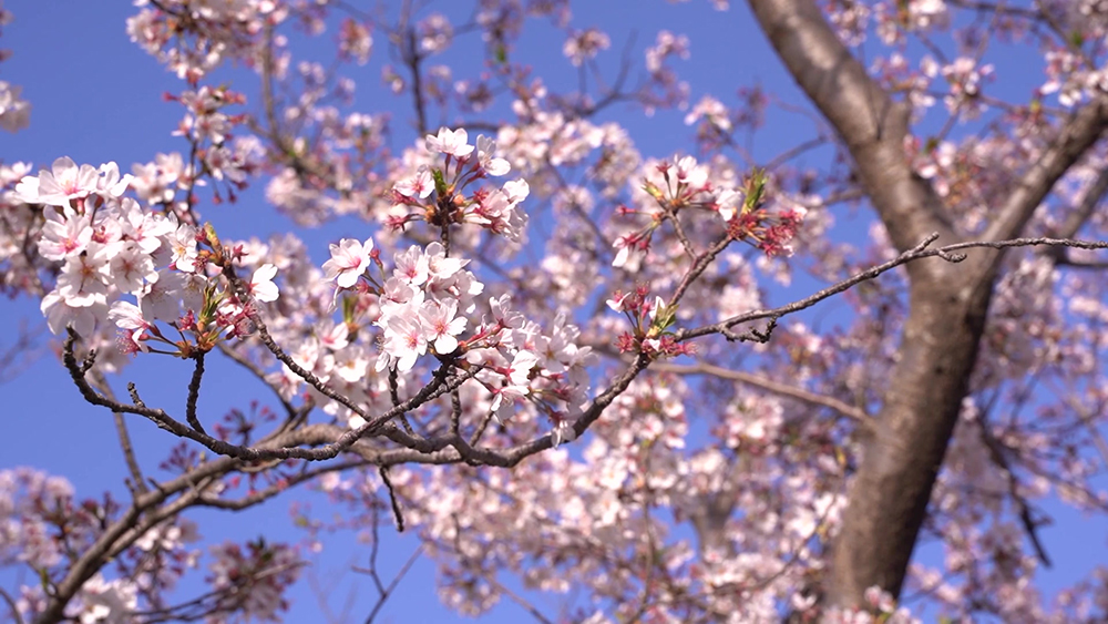 2025 벚꽃 개화시기