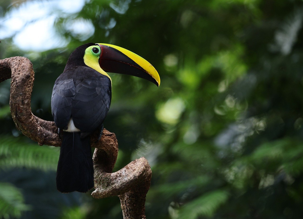 큰 부리가 매력인 투칸