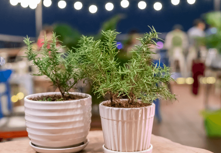 두통 완화에 효과적인 허브티 종류, 로즈메리 화분