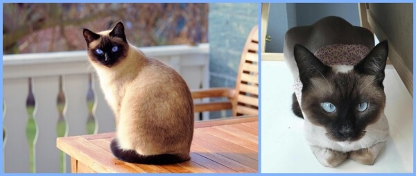 샴 고양이