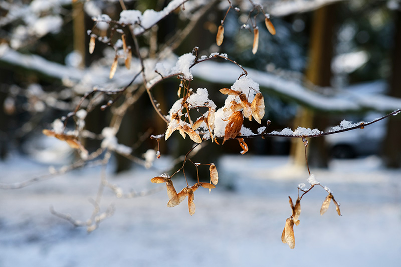 눈 쌓인 나뭇잎