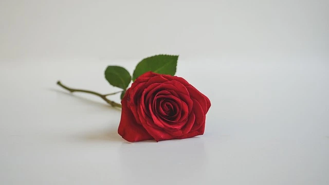 디지털 사회에서 타인 공감 능력의 인지적 약화
