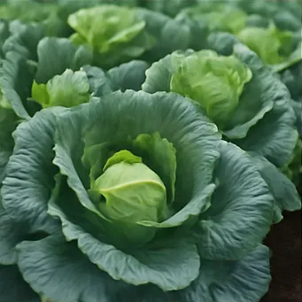 김장배추 심는시기9