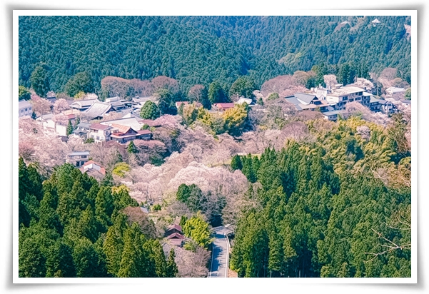 "벚꽃" 희망과 새로운 시작의 상징 봄의 전령사!