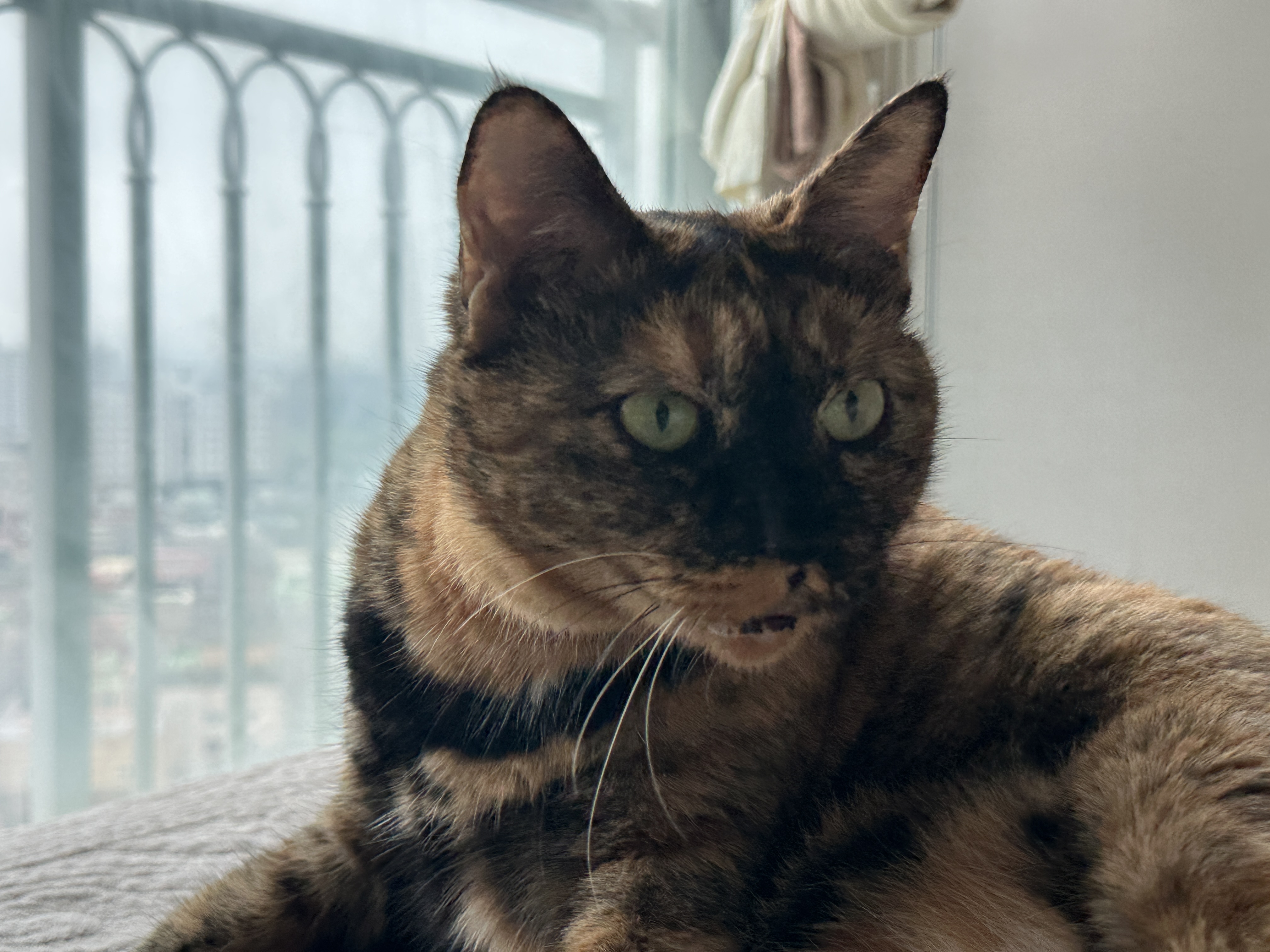 카오스_고양이_사랑이_얼굴