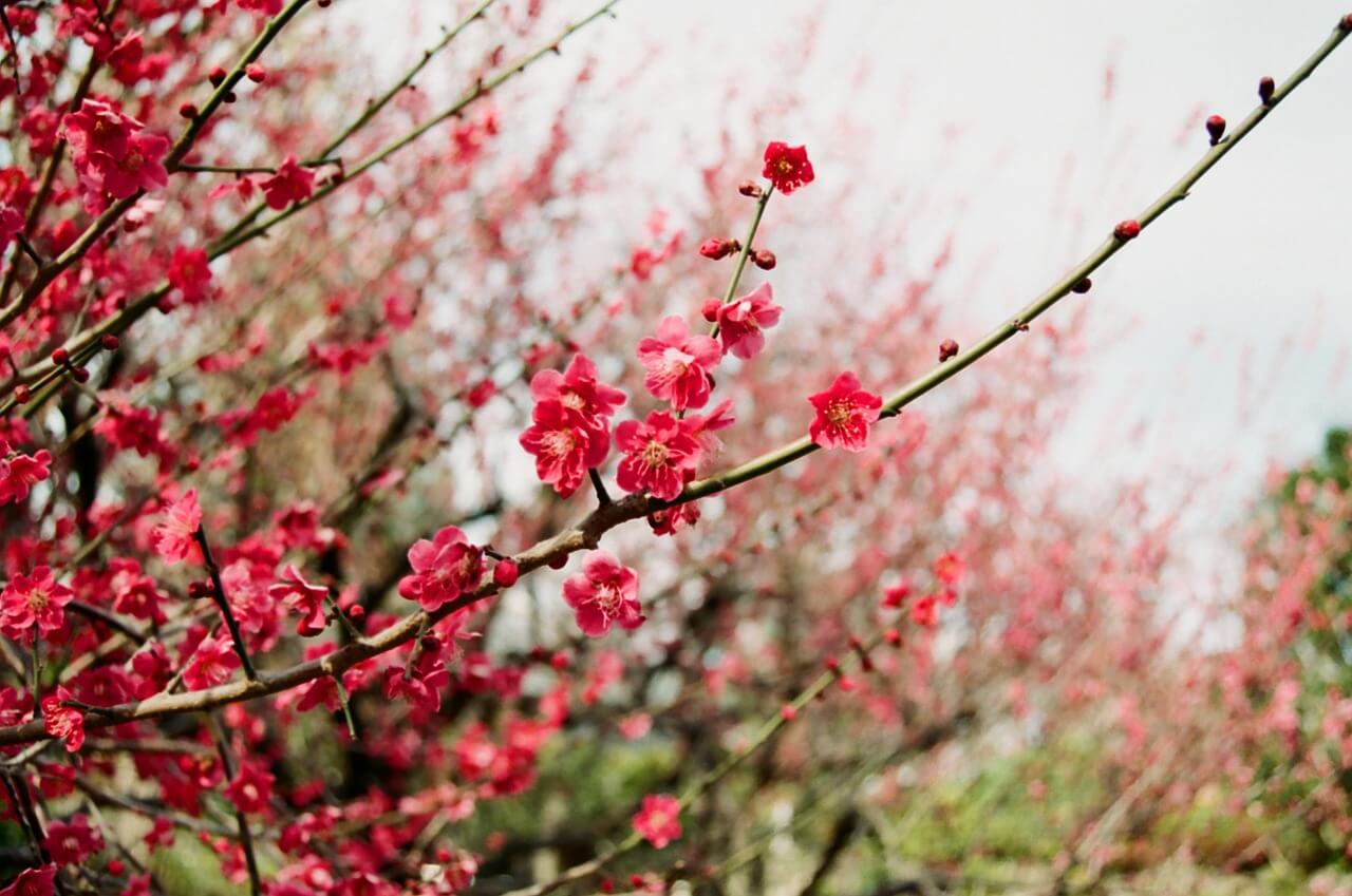 홍매화 가득한 언덕의 추억