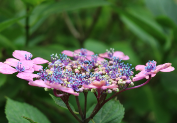 부산 태종대 수국축제
