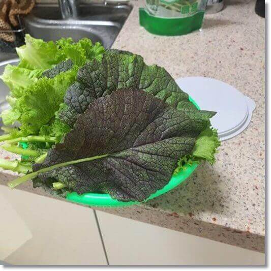 쌈 채소로 즐겨 먹는 겨자잎
