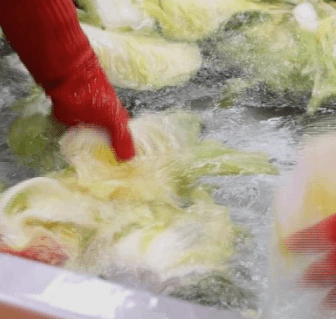 김장 배추 고르는 방법