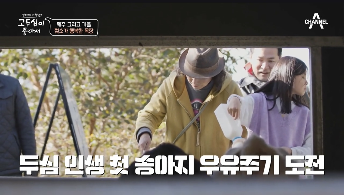고두심이좋아서제주송아지우유주기체험