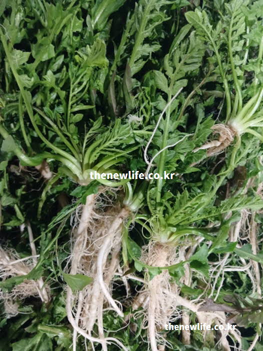 냉이 효능의 위장 건강에 탁월한 식이섬유가 가득한 실사진