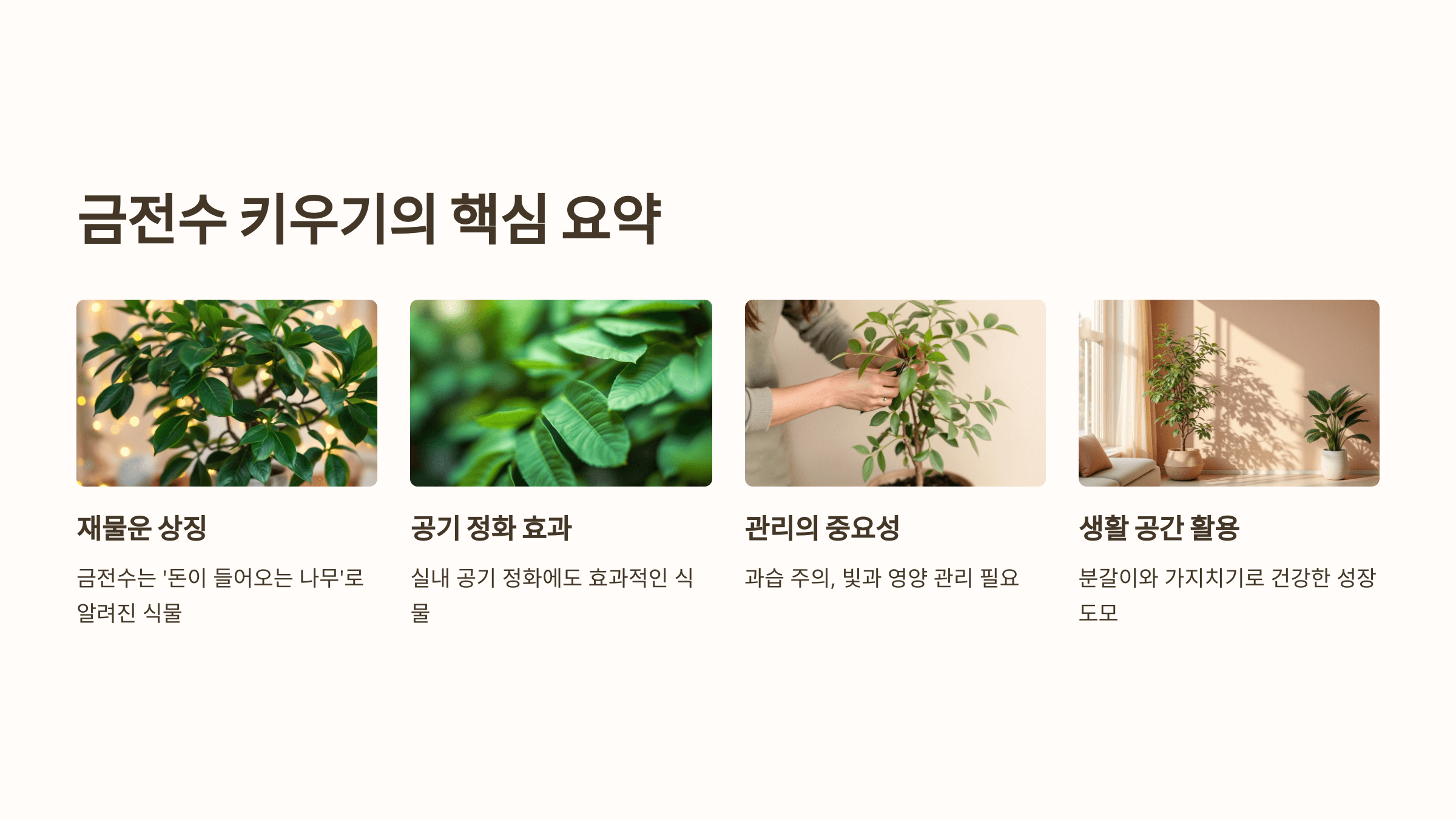 금전수와 관련된 사진입니다.