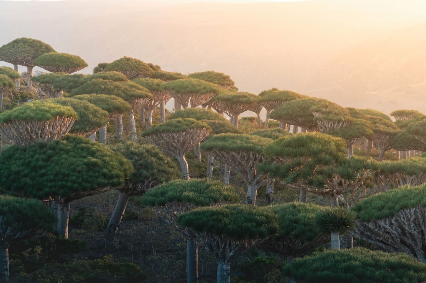 예맨 나무 사진