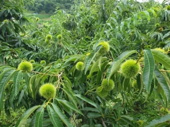 밤나무 재배 수분 수정 꽃가루 관리 해충 방제_2