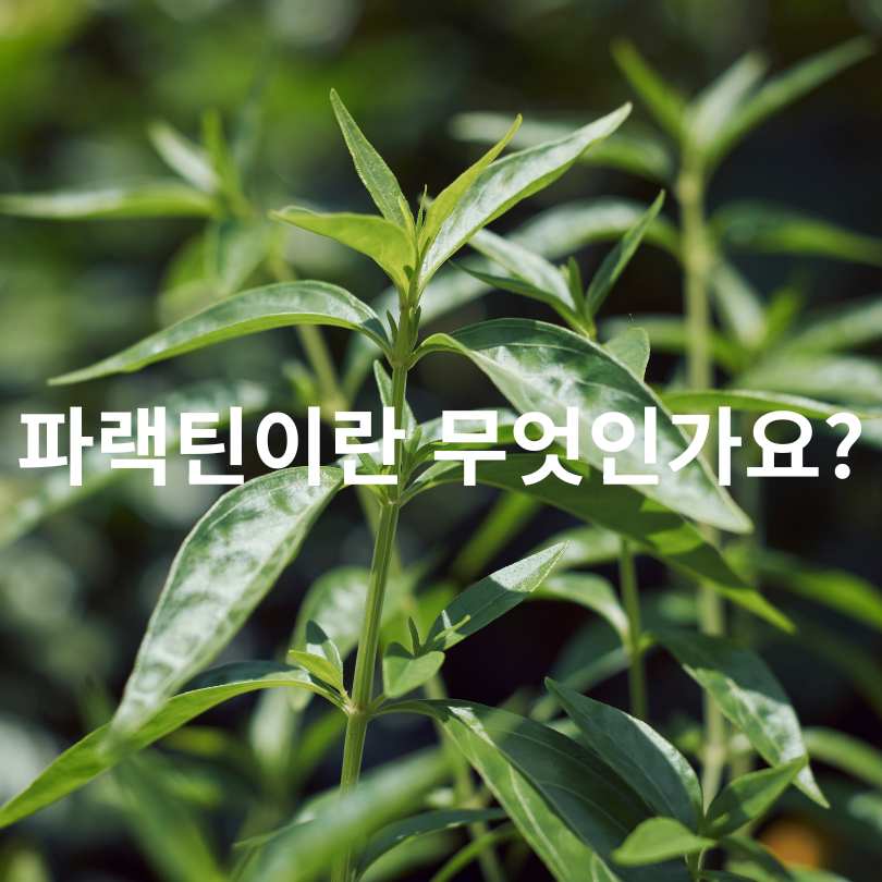 파랙틴 효능과 부작용 총정리