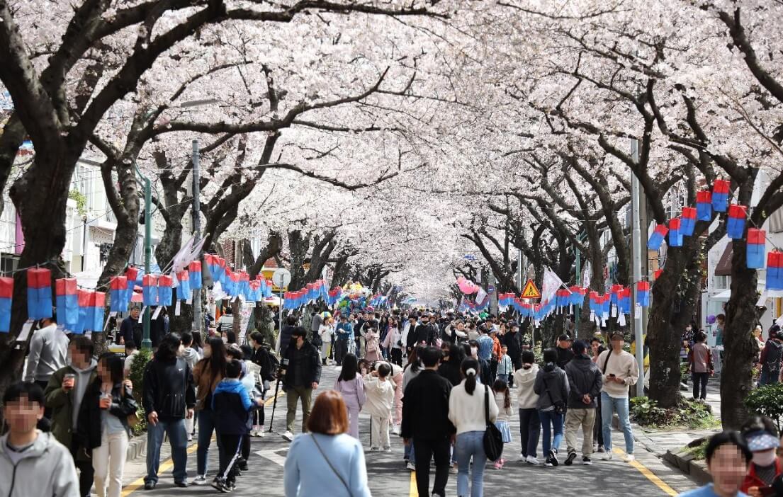 제주 벚꽃 축제
