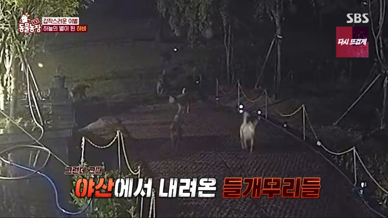 동물농장