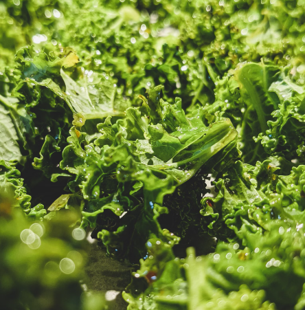 상추의 기막힌 효능 부작용 영양성분