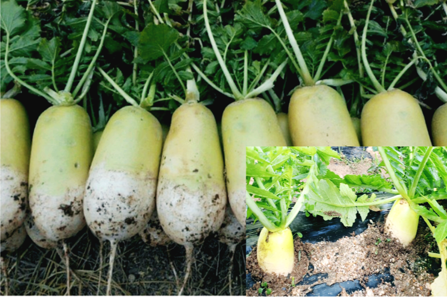 한국4대 채소 무의 효능