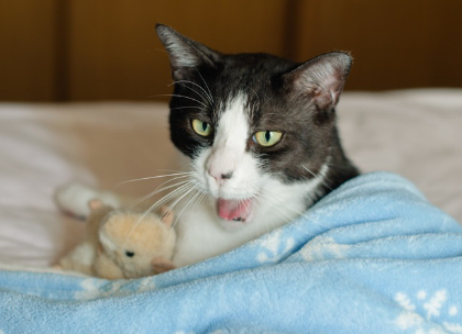 하품하는 고양이.